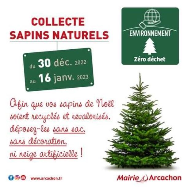 Collecte de sapins naturels